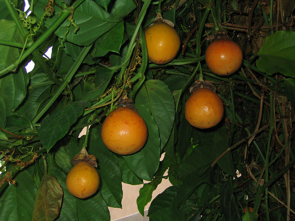 winged-stem passion flower
